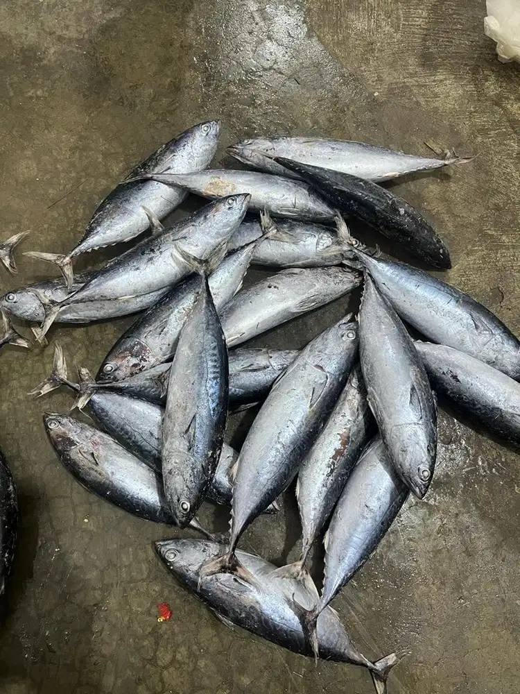 Pemasok Ikan Laut Beku Harga Murah Dan Terjangkau