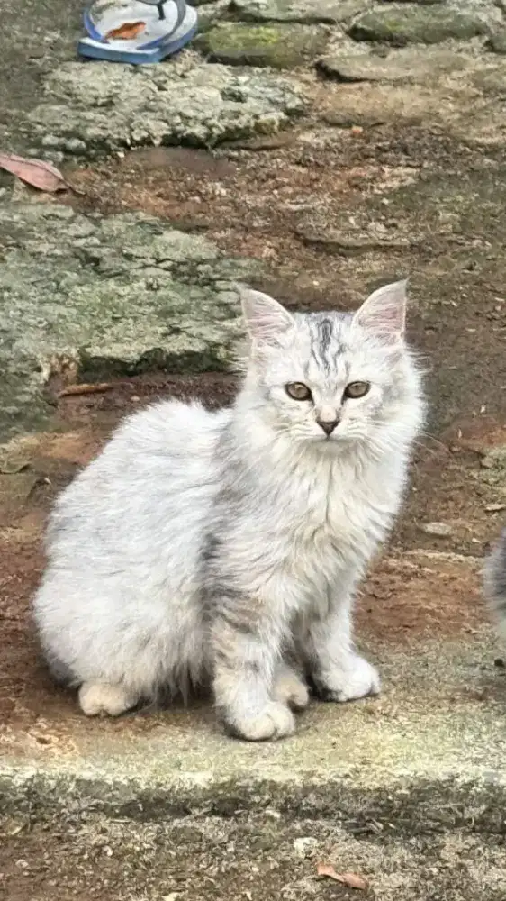 Jual cepat kucing Persia betina