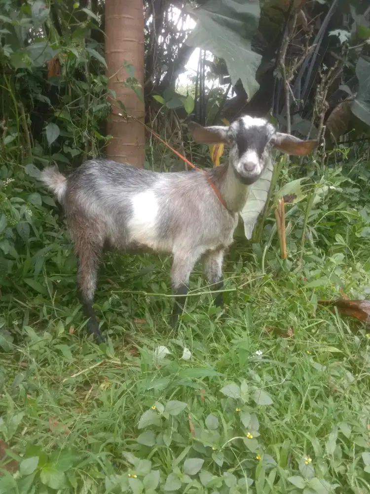 Kambing betina bagus sehat jinak Tt barang hewan lain boleh