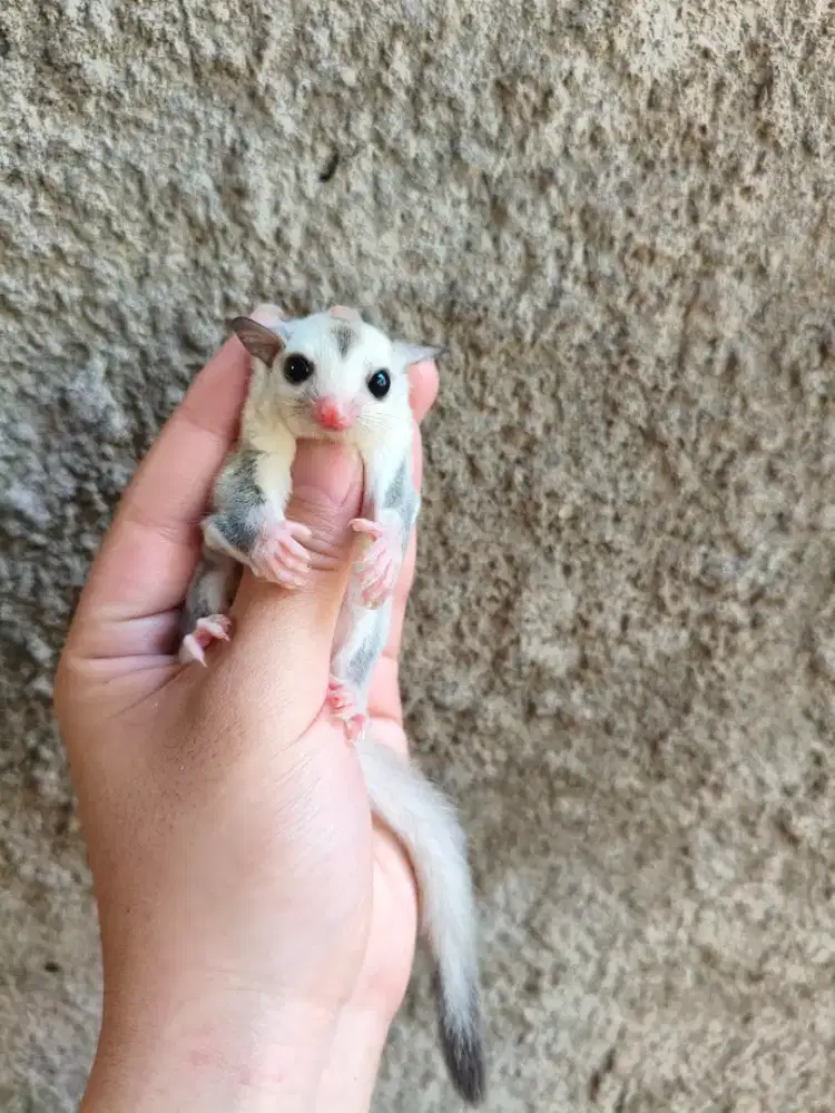 Sugar Glider Platinum