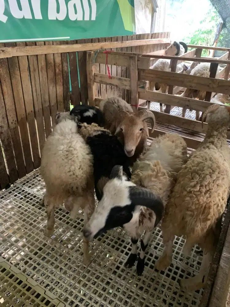 domba qurban harga 2,5/6jt