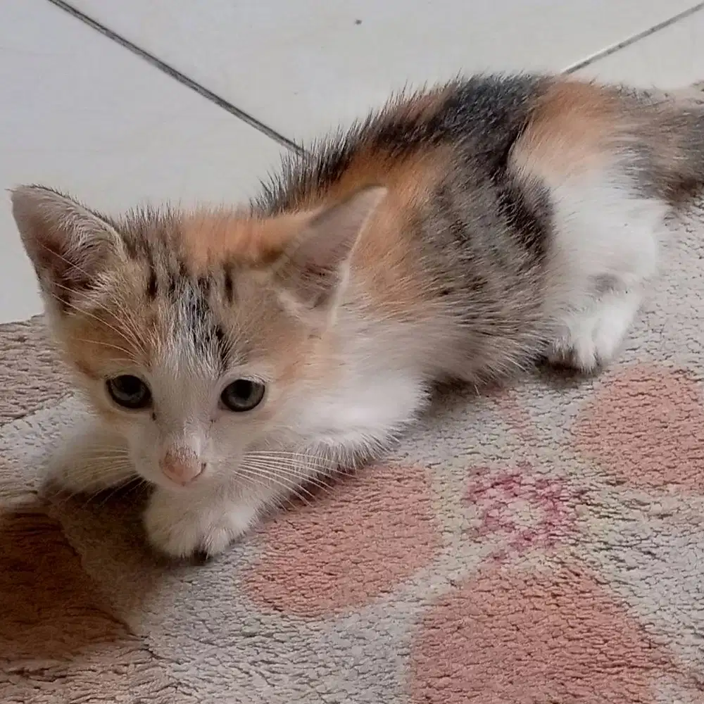 Adopsi anak kucing 3 warna, umur 1 bulan