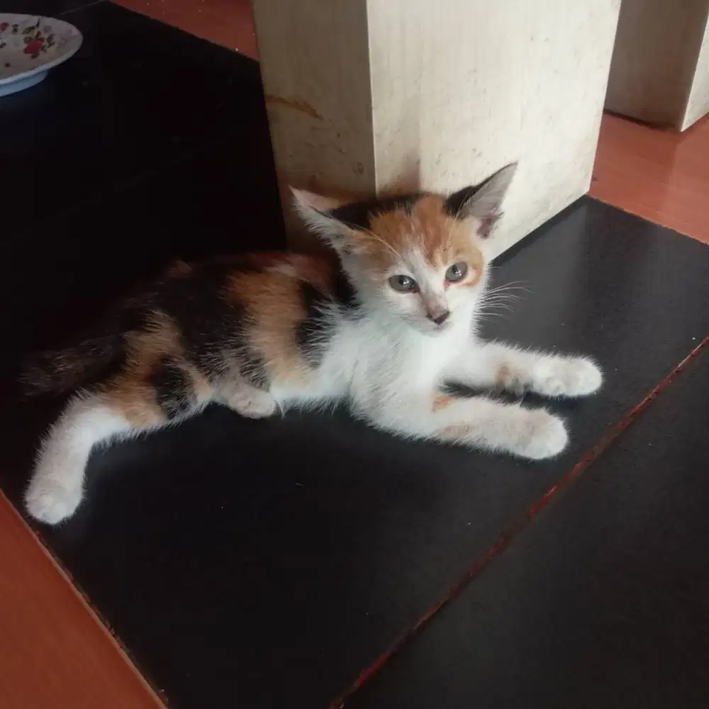 Adopsi 2 anak kucing (1 bulan, tiga warna)
