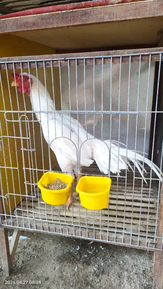 Ayam Putih Mulus