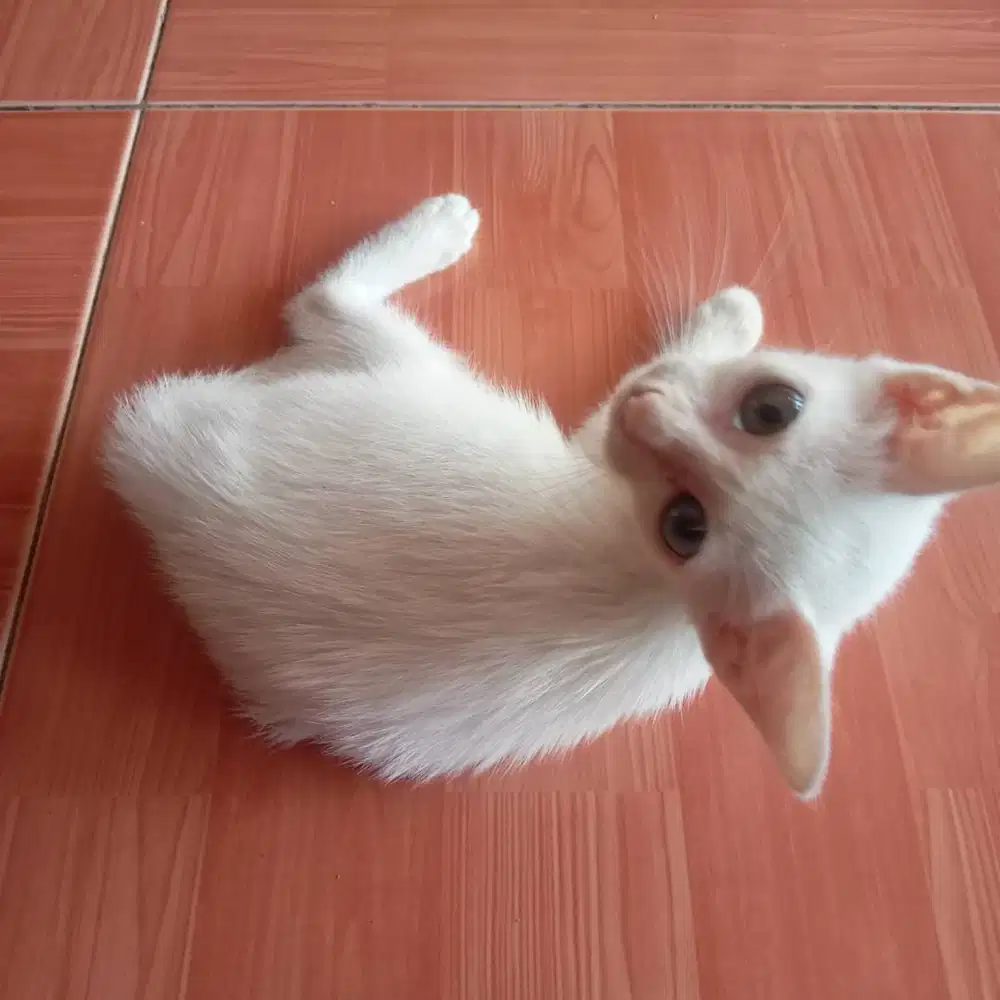 Adopsi anak kucing putih dengan mata berbeda warna