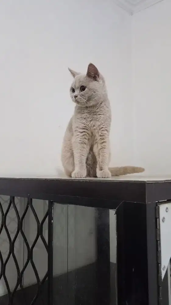 British Shorthair / BSH