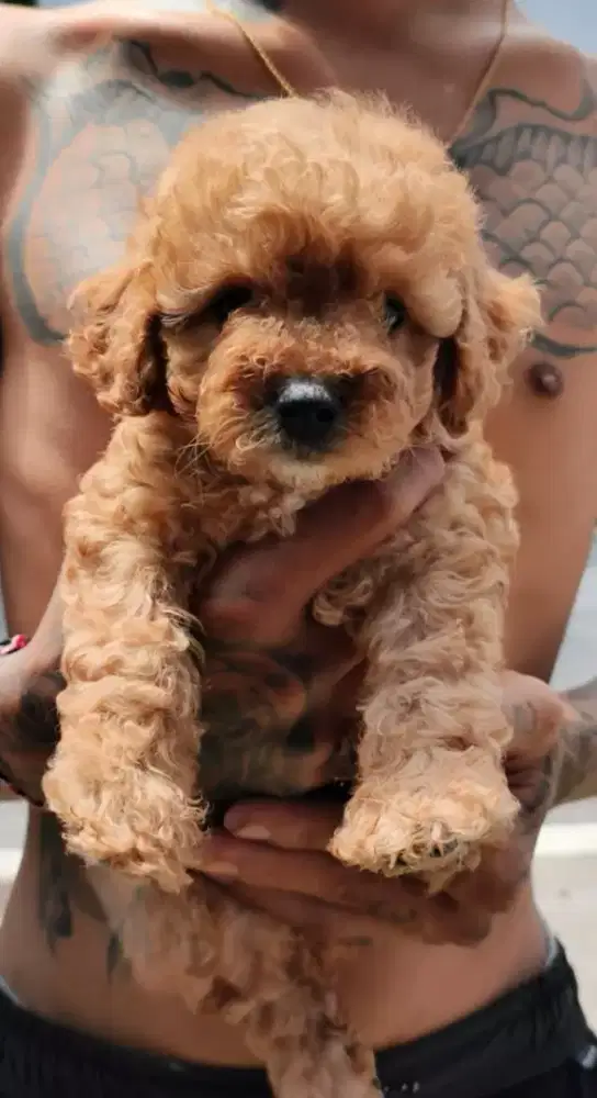 Anak anjing toy poodle betina