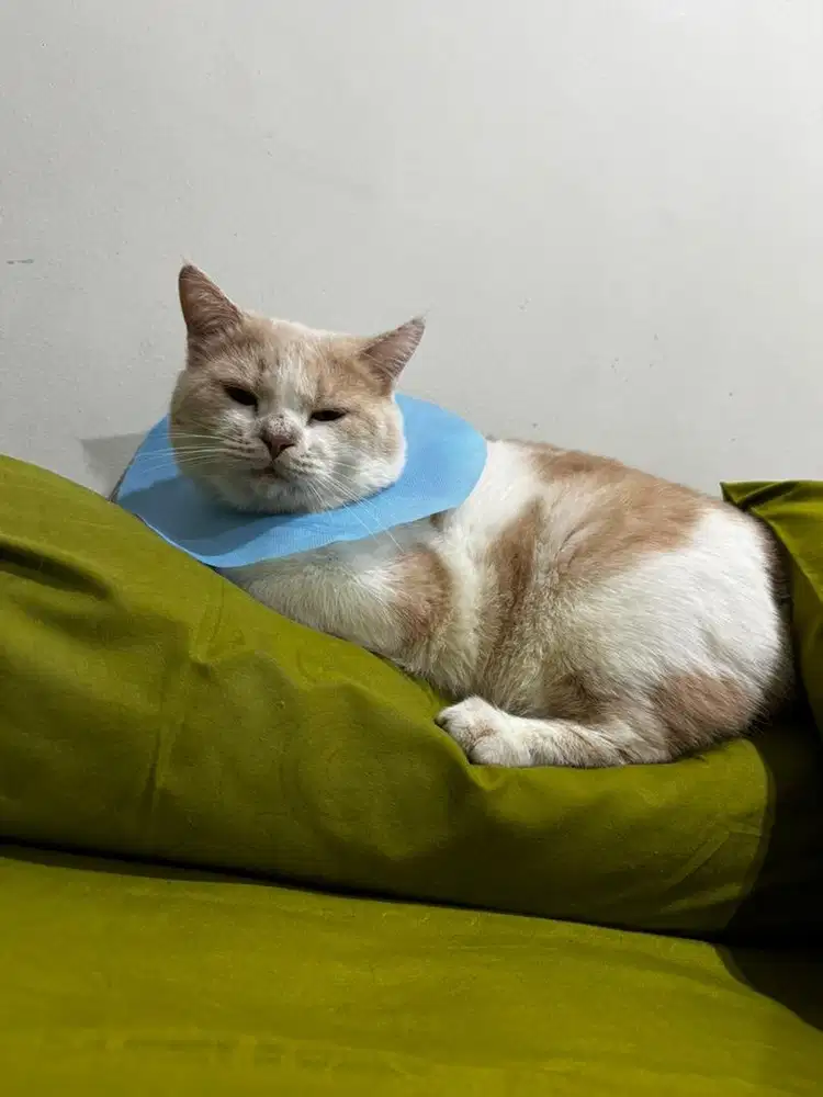 Kucing bsh jantan