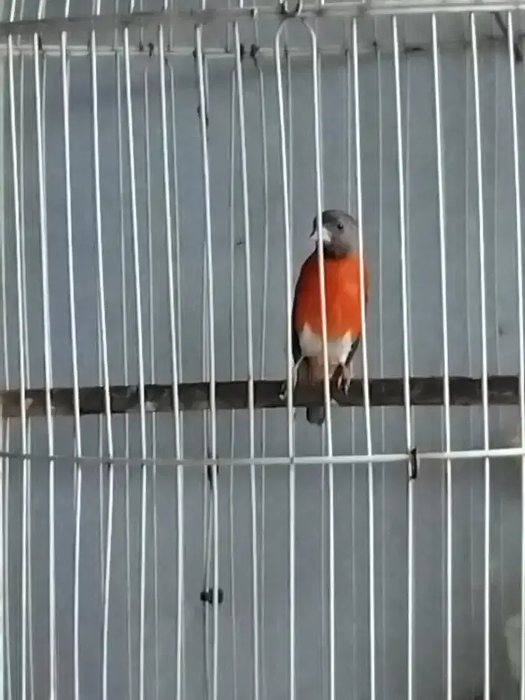 Red Siskin dilute jantan