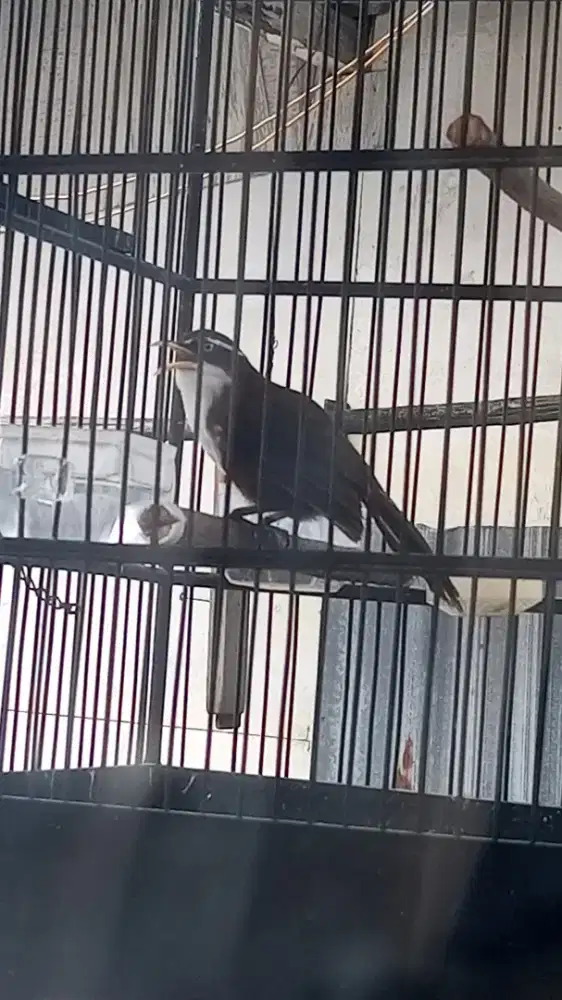 Burung cak kopi. fulset 350 nego