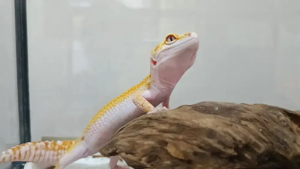 Gecko female belum bertelor