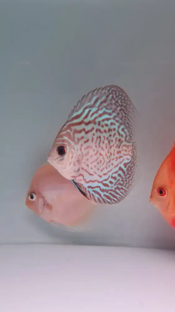 Ikan hias discus