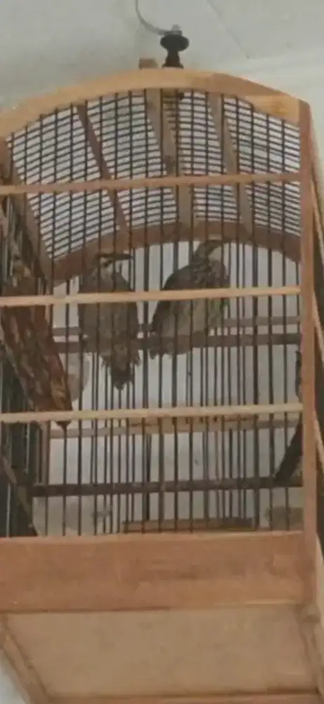 Anal Cucak rowo / cucak rawa asli utan sepasang satu sarang