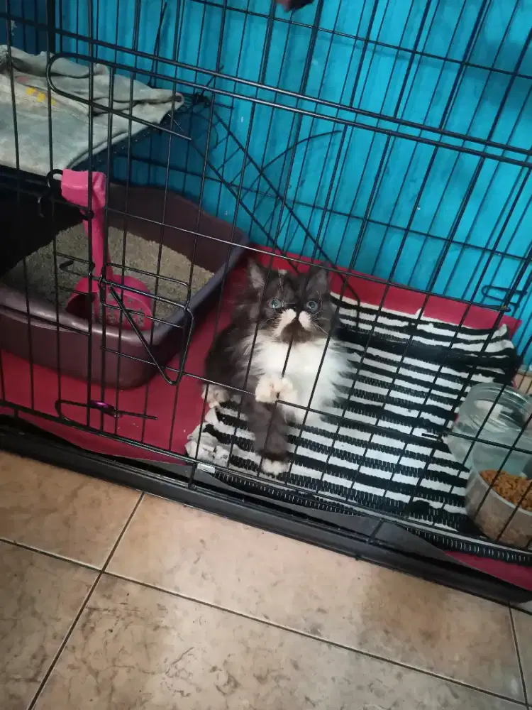 PEAKNOSE BETINA KITTEN