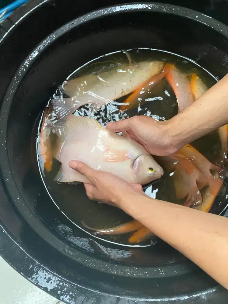 Ikan gurame padang dan hitam