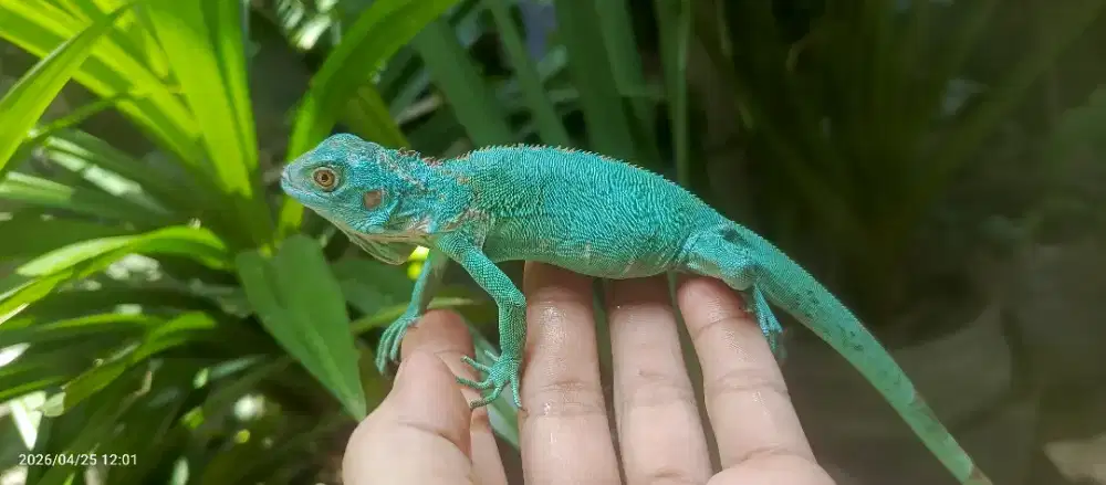 Iguana Blue Dan Albino