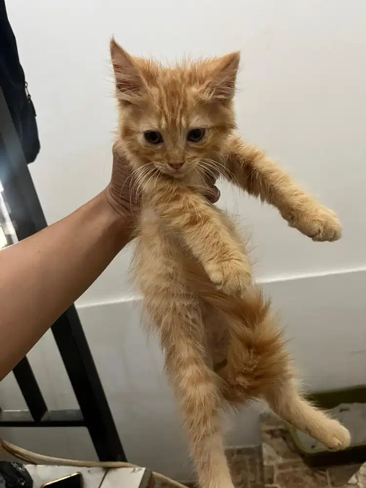 Kitten anak kucing persia