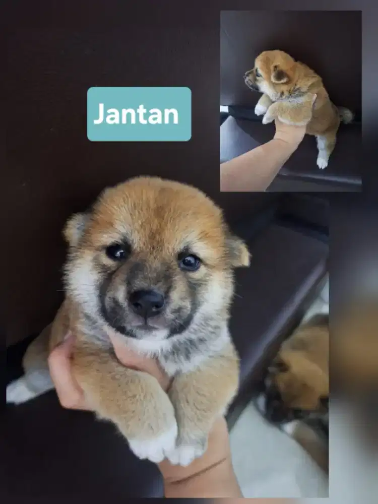 shiba Inu stb vksin