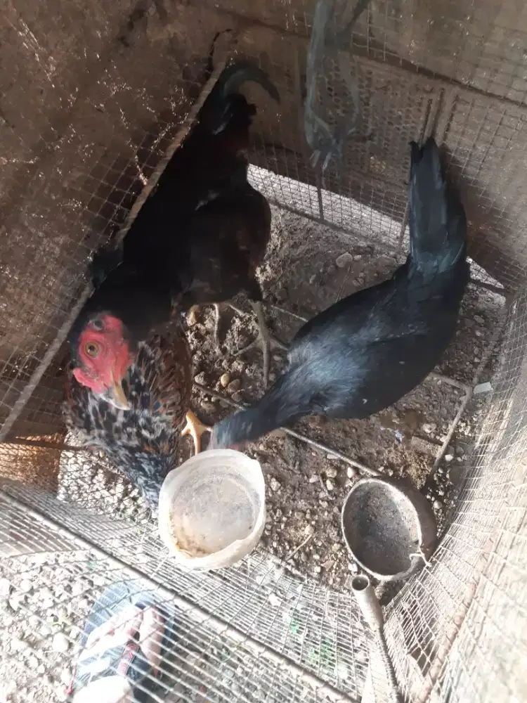 Ayam kampung ada 3 ekoe