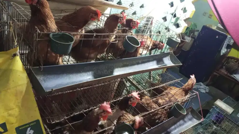 JUAL AYAM PETELOR