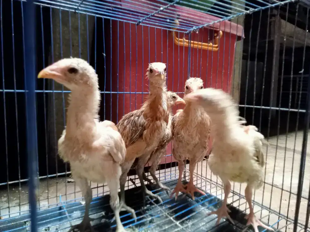Anakan ayam kampung