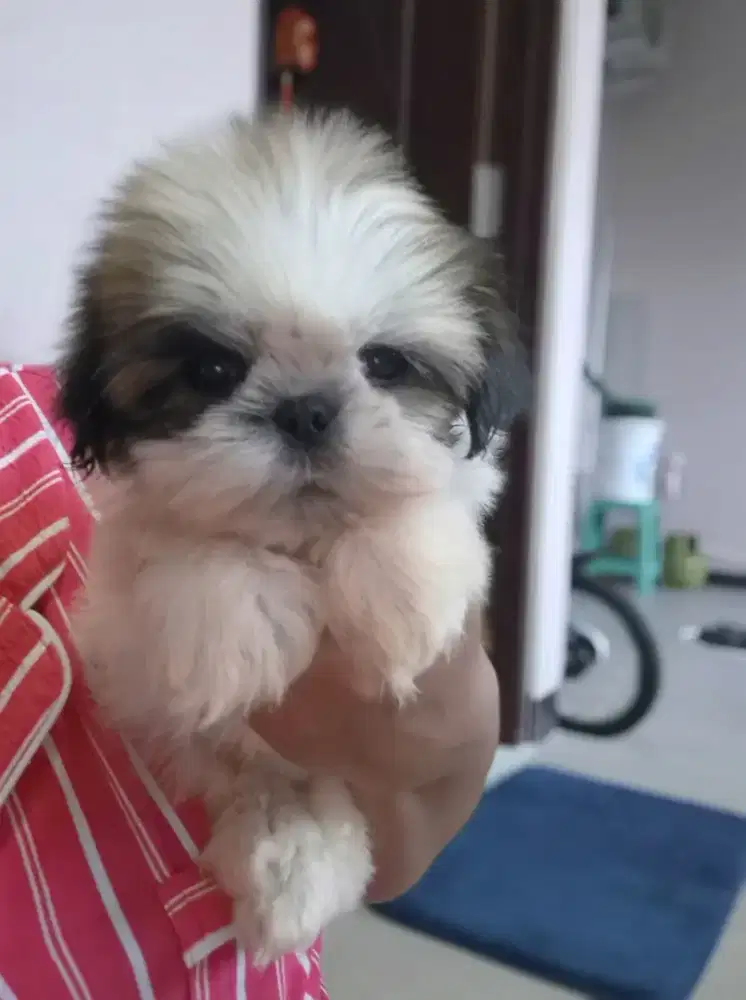 mini shihtzu betina