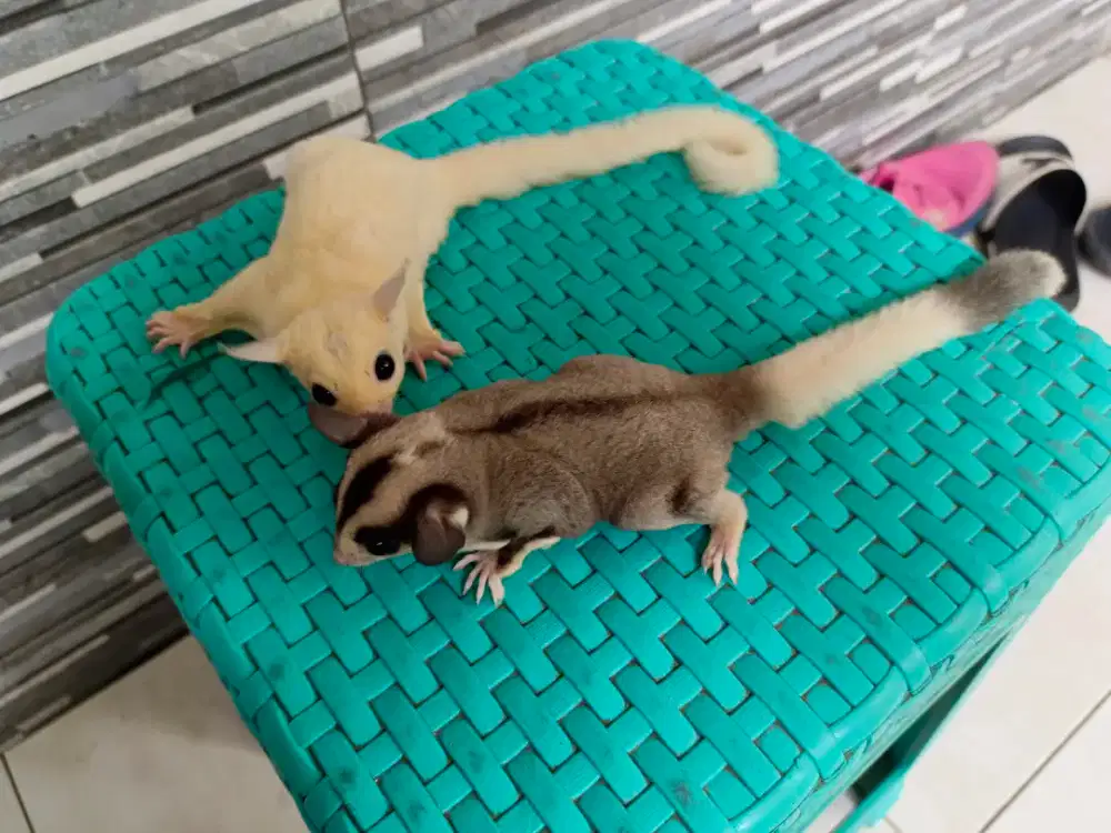 Sugar Glider Sepasang Leucistic dan Moza ringtail