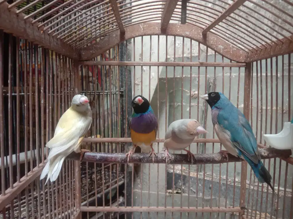 Gouldian Finch (Amadin)