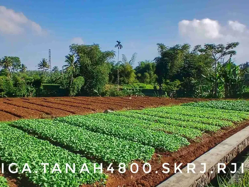 Dijual tanah kebun luas pinggir jalan dekat kota dan lingkar selatan
