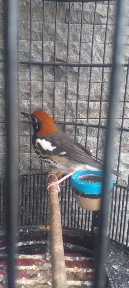 Burung Anis Kembang
