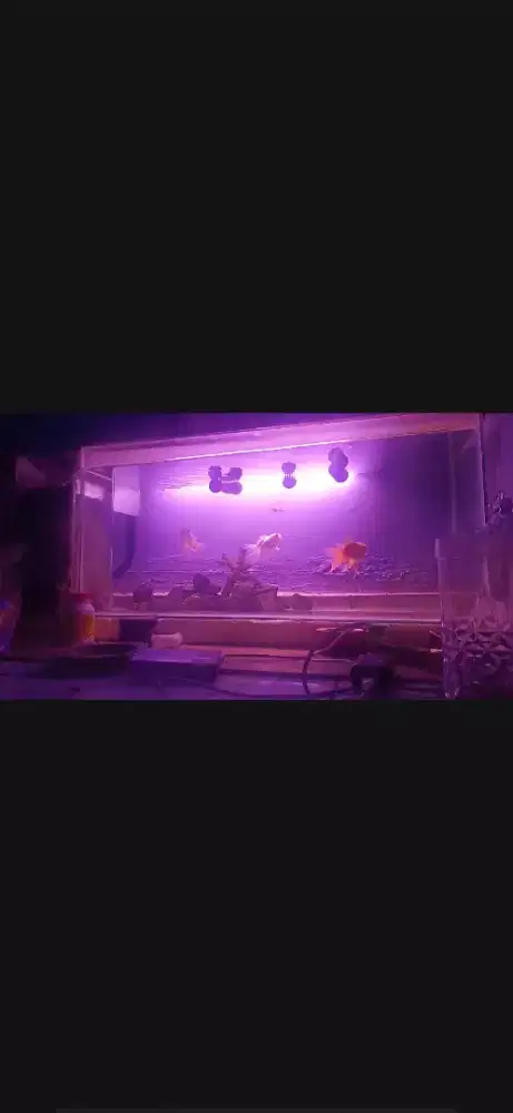 Fokus mahar aquarium + ikan