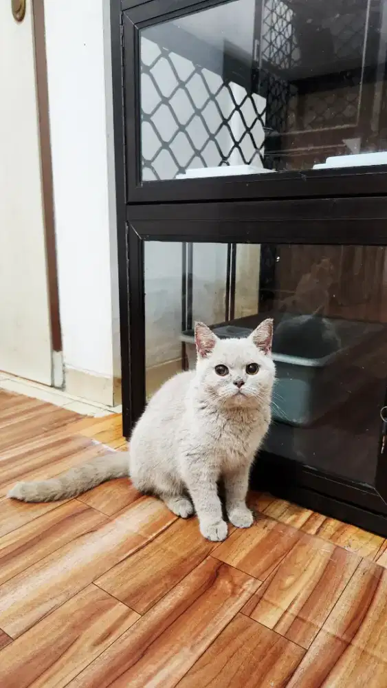 British Shorthair / BSH
