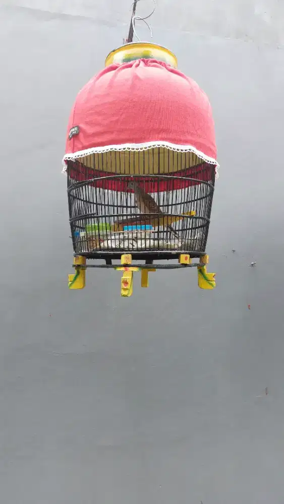 Burung perkutut lokal fulset nego