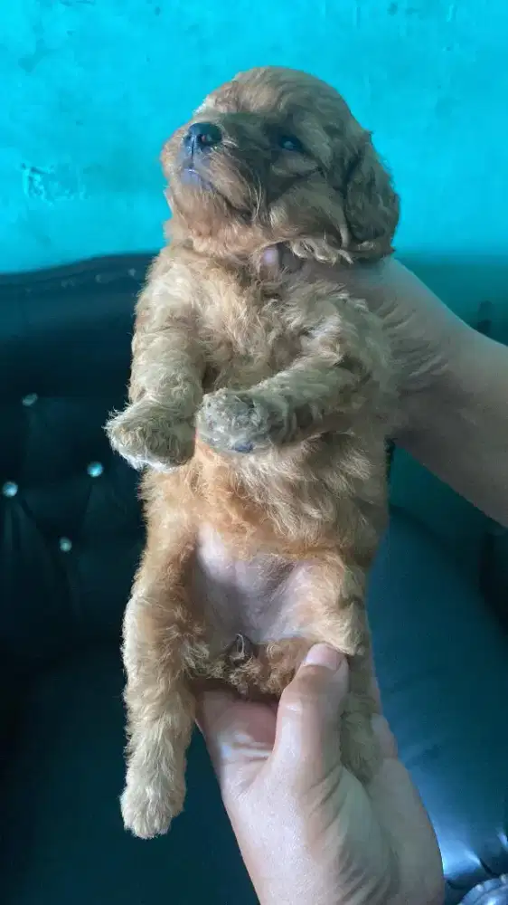 Puppy Red Toy Poodle