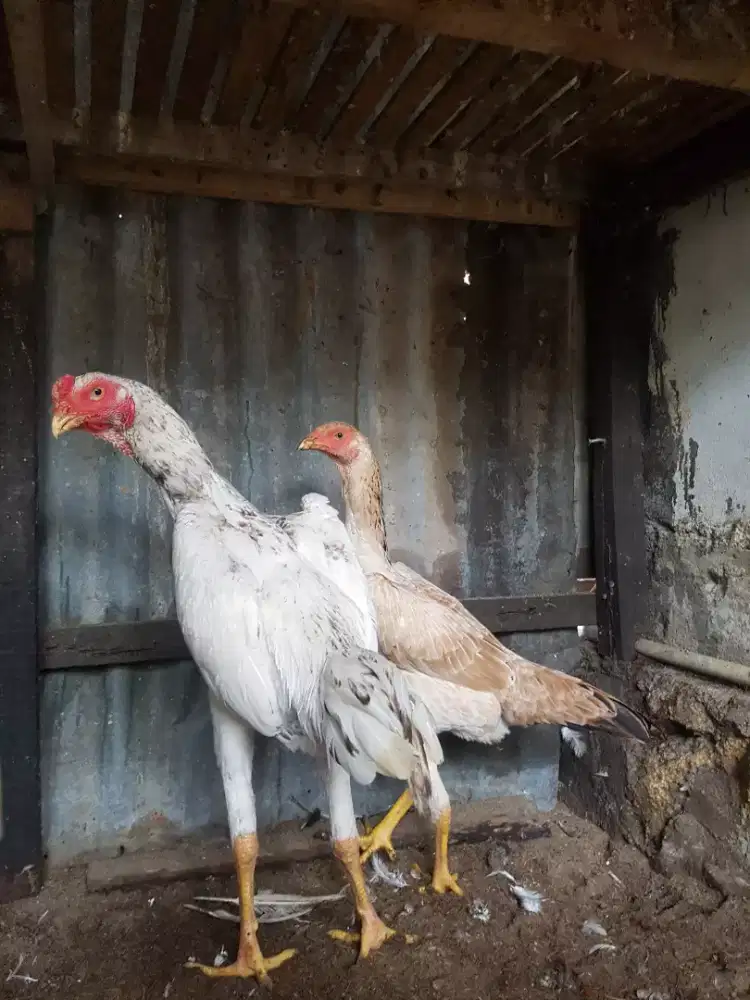 Jual ayam hidup satu paket