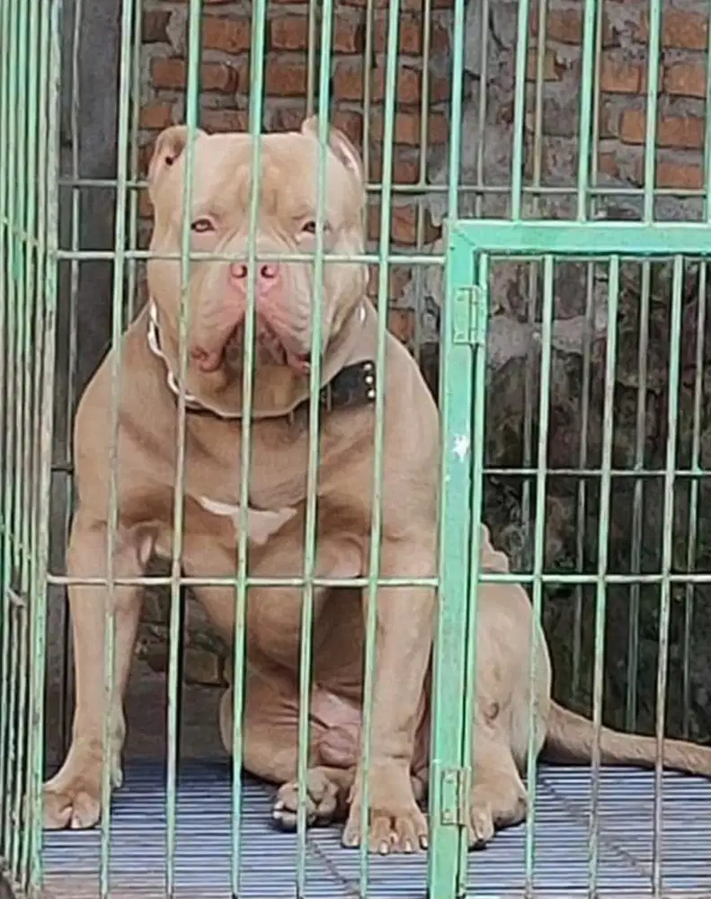 Puppy Pitbull 2 bulan
