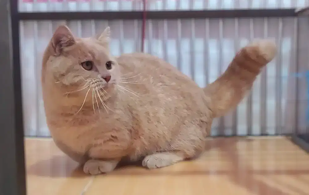 Kucing kitten munchkin bsh fawn jantan top standart