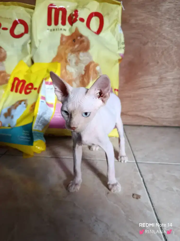 Kitten sphynx jantan