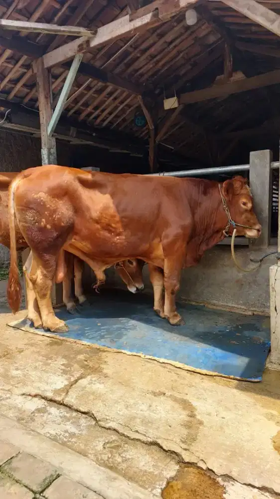 Sapi Simental bobot 450kg