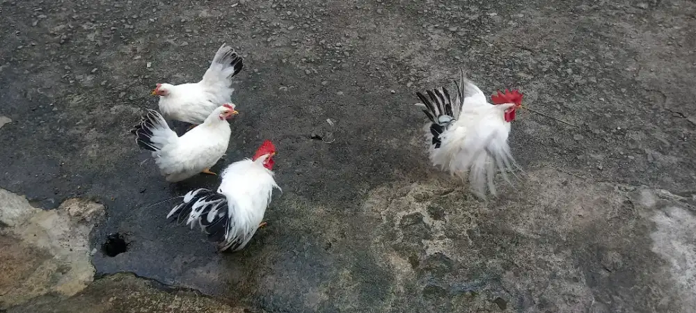 Ayam Kate Jepang (chabo Black tail)