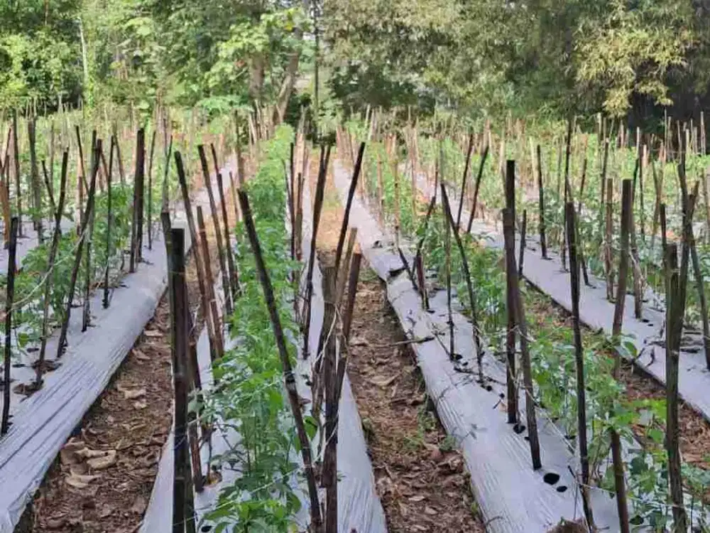 Kebun Cabe Ngawonggo Wajak Malang