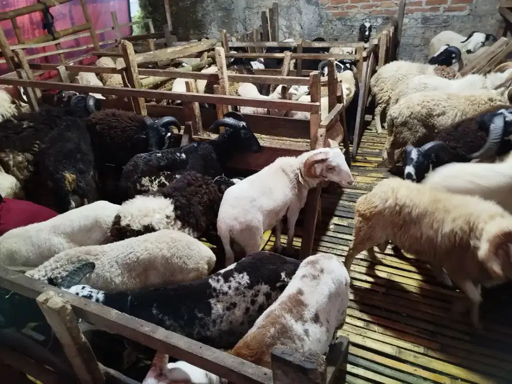 Kurban Domba Yuk