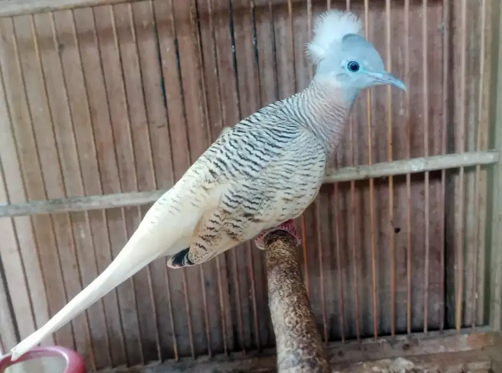 Perkutut golden jantan jambul