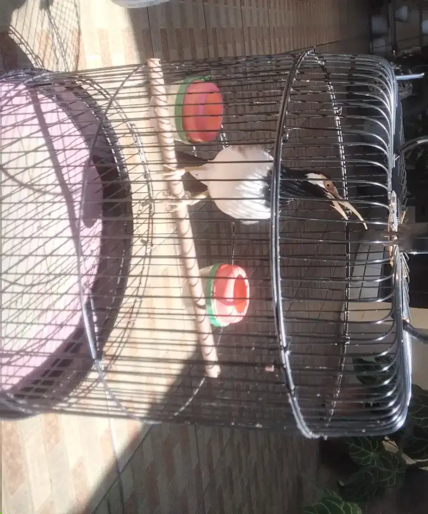 JS (jalak suren)