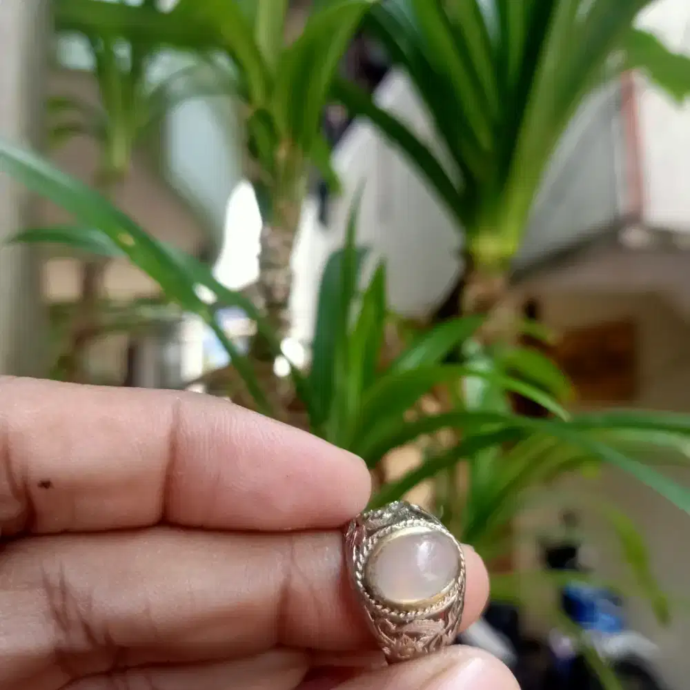 di jual batu cincin kalimaya