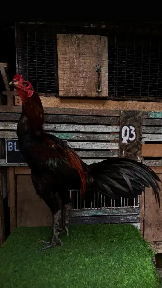 Ayam Magon dewasa