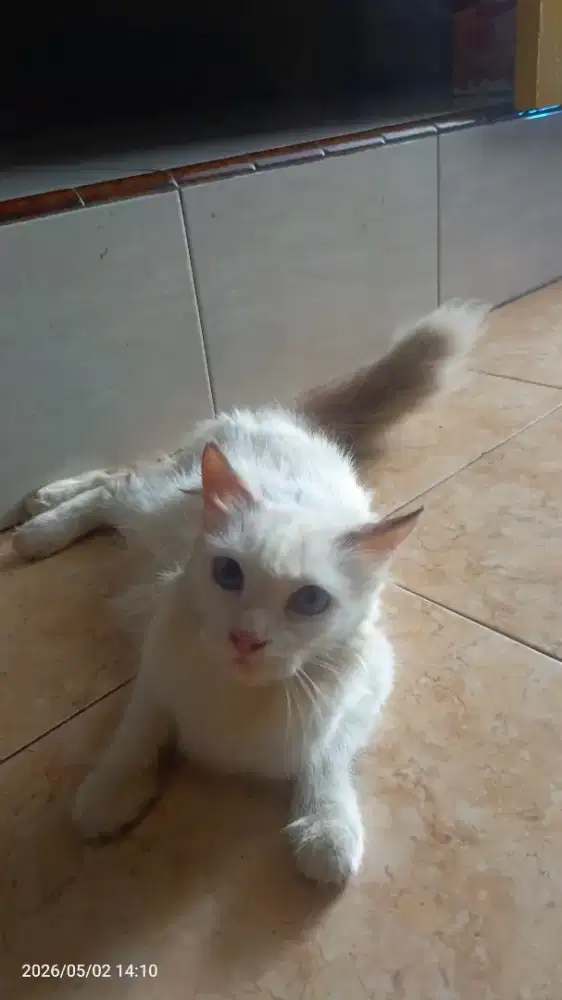 Kucing anggora turkish mix himalaya