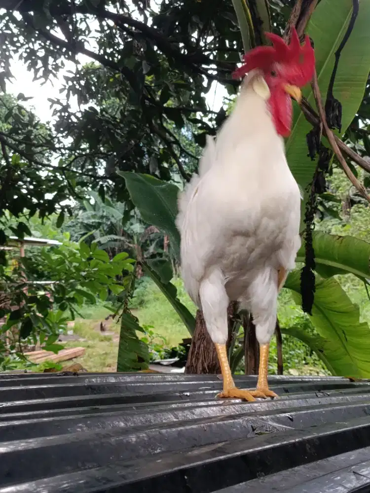 Pejantan/pacak white leghorn murni