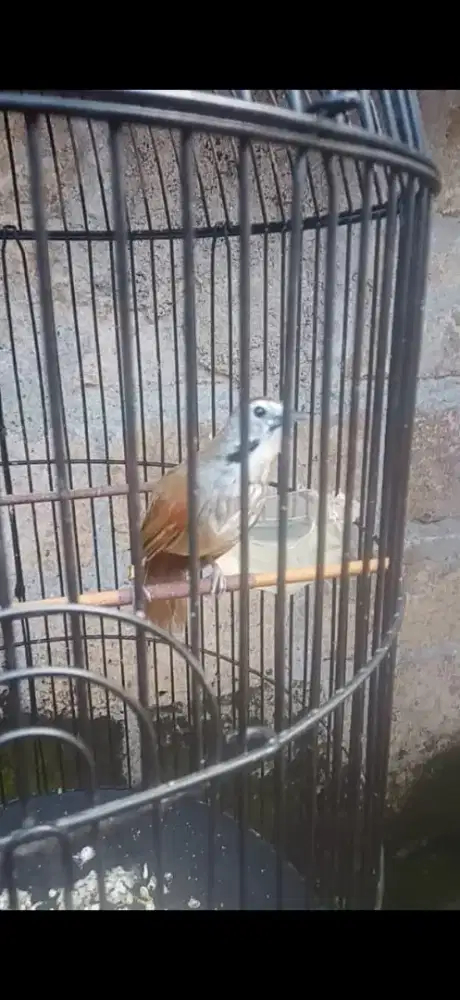 Burung Tepus Pipi Perak
