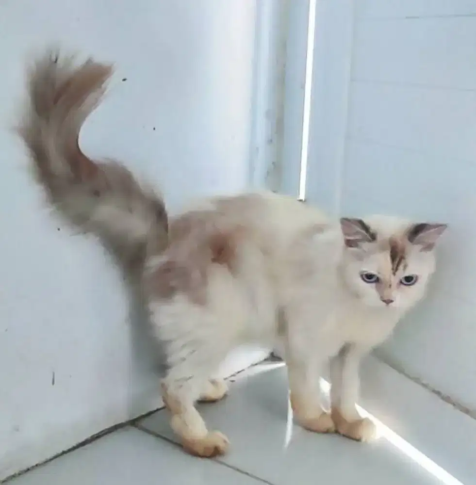 Kucing Persia Betina Himalaya mata biru